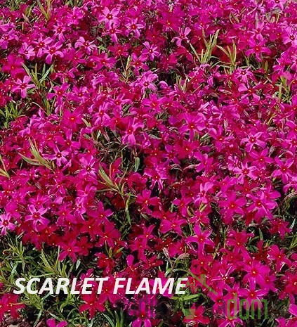 Phlox subulata