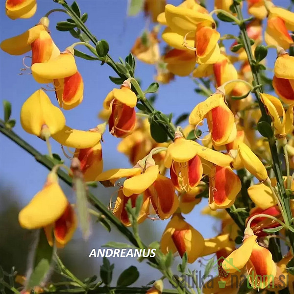 Zečjak žut (Cytisus scoparius)