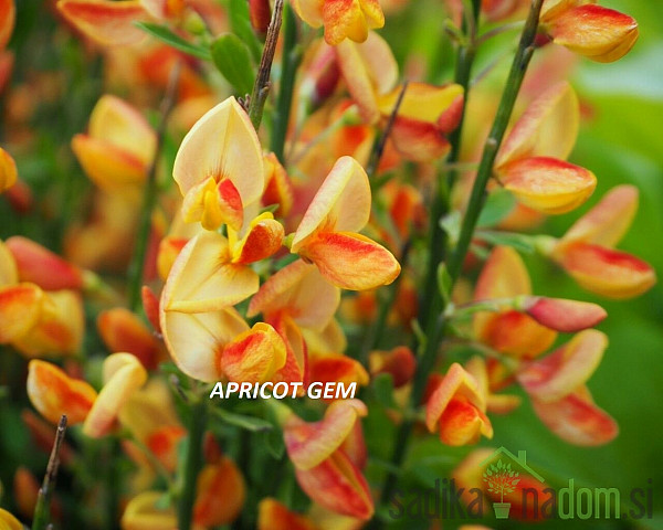 Zečjak žut (Cytisus scoparius)