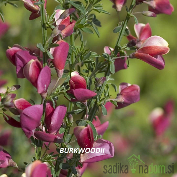 Zečjak žut (Cytisus scoparius)