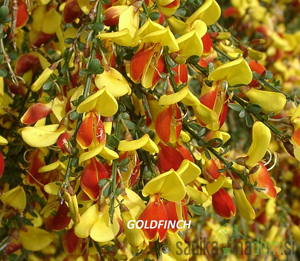 Zečjak žut (Cytisus scoparius)