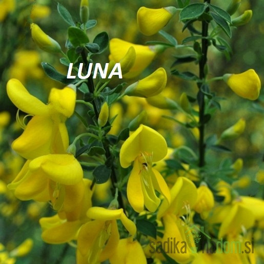 Zečjak žut (Cytisus scoparius)