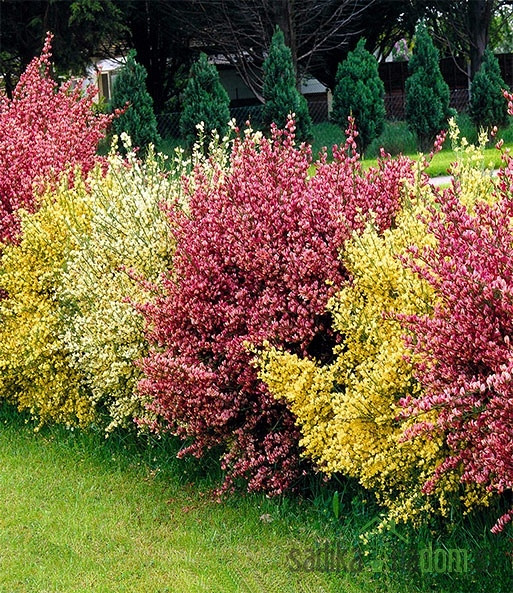 Zečjak žut (Cytisus scoparius)