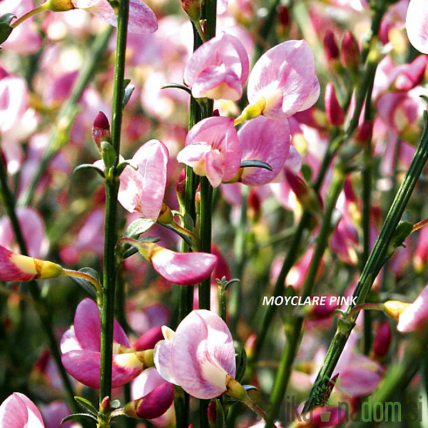 Zečjak žut (Cytisus scoparius)