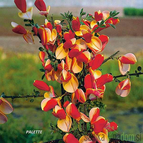 Zečjak žut (Cytisus scoparius)