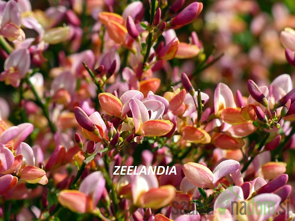 Zečjak žut (Cytisus scoparius)