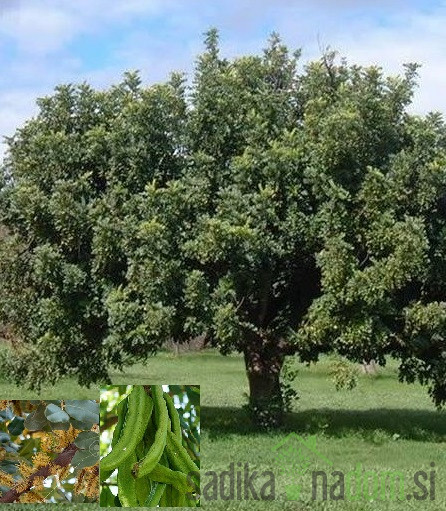 Rogač (ceratonia siliqua carrubo)