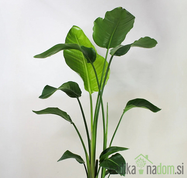 Strelicija (Strelitzia) Nicolai