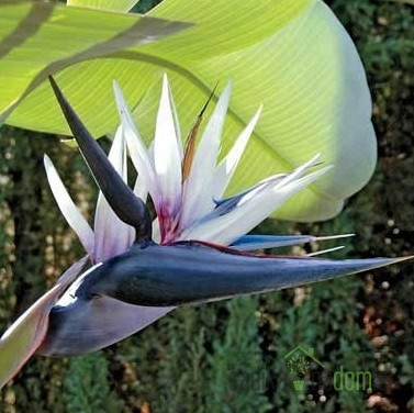 Strelicija (Strelitzia) Nicolai