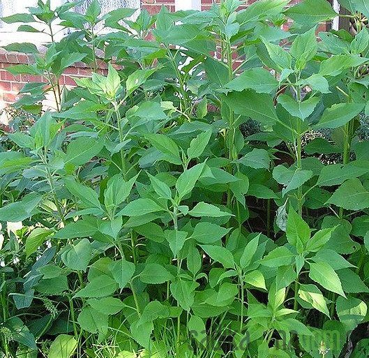 Topinambur/ Čičoka / Slatki krumpir (Helianthus tuberosus)