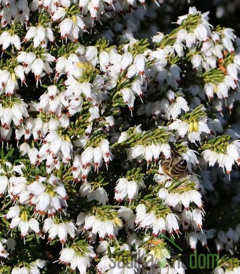Snježni vrijesak (Erica Darleyensis)
