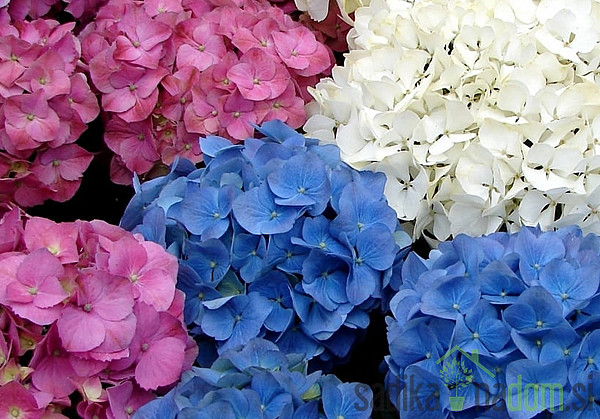 Vrtna hortenzija Pink Ball (Hydrangea macrophylla)