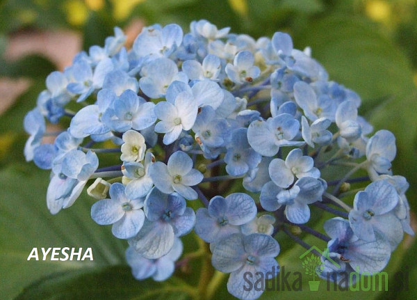 Vrtna hortenzija Pink Ball (Hydrangea macrophylla)