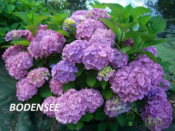 Vrtna hortenzija Pink Ball (Hydrangea macrophylla)