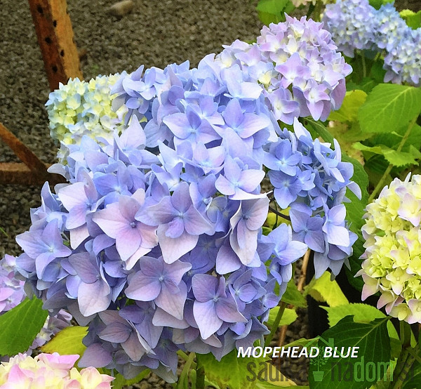 Vrtna hortenzija Pink Ball (Hydrangea macrophylla)