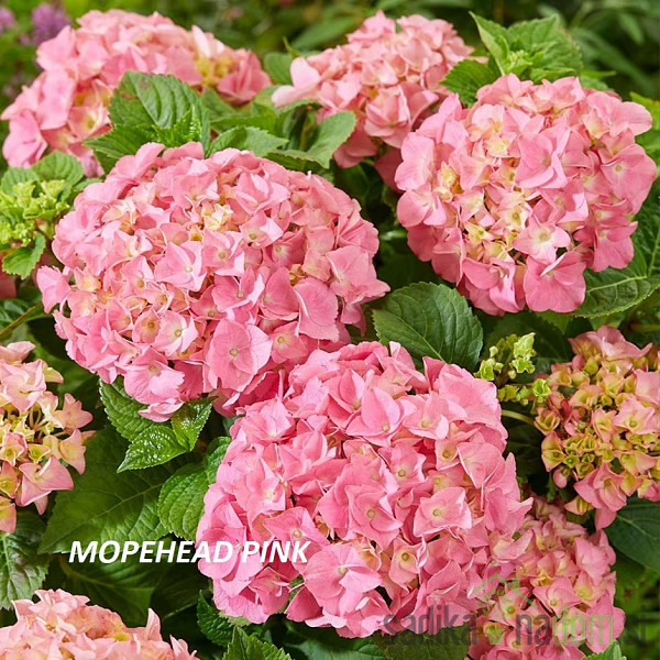 Vrtna hortenzija Pink Ball (Hydrangea macrophylla)