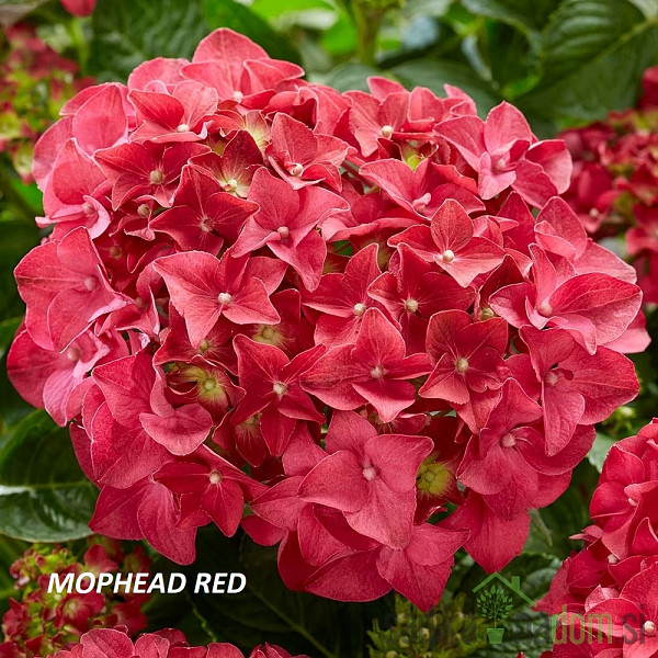 Vrtna hortenzija Pink Ball (Hydrangea macrophylla)