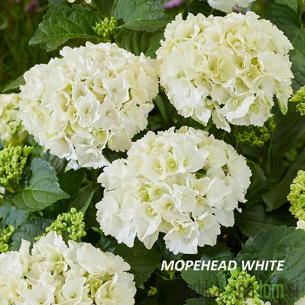 Vrtna hortenzija Pink Ball (Hydrangea macrophylla)